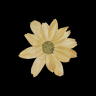 R. Lamark