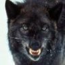 DEIMOS
