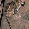 Ocelote