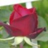 rosa roja