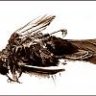 bohemencia