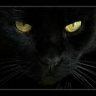 Gatto