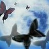 Black Crimson Butterfly