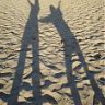 Viento