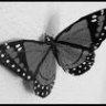 mariposagris