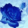blue rose