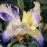 Namari