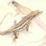 Lizard