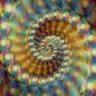 Nerusia