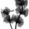 prudencecs