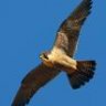 halcon peregrino