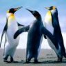 PINGUY