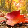 lluvia de otoño
