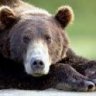 Ursus poeticus