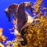Hippocampus