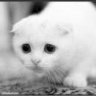 Stephanie cat