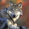 wolfiria