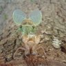 insecto