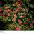 Cammelia