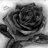Aracely