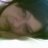 somari
