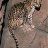 Ocelote