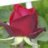 rosa roja