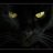 Gatto