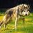 Lobo de Plata