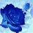 blue rose