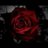 Rosas_negras