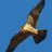 halcon peregrino