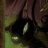 katze