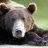 Ursus poeticus