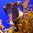 Hippocampus
