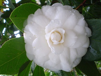 camelia.jpg