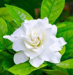 como-cuidar-gardenias.jpg