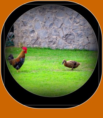 el rey del corral y el ganso.jpg