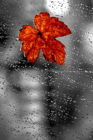 hojita y lluvia.jpg