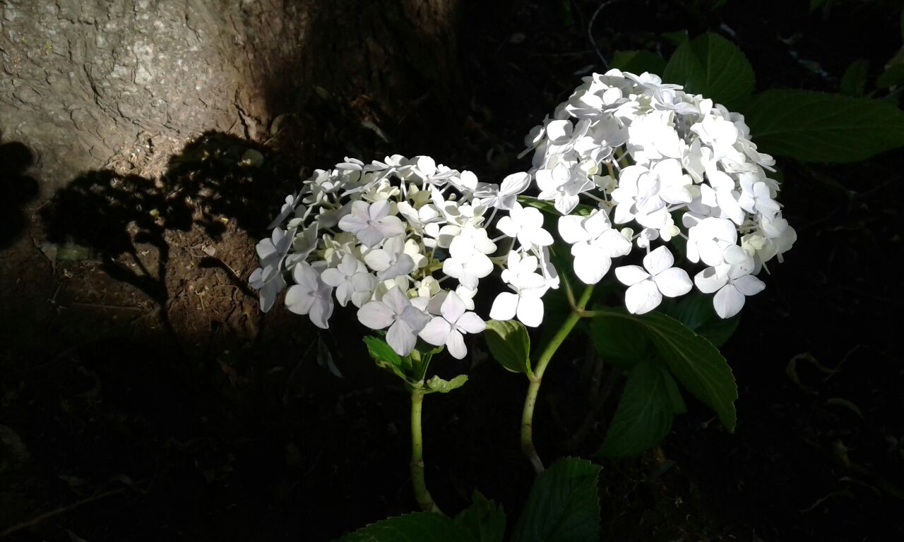 IMG-20171229-WA0054.jpg