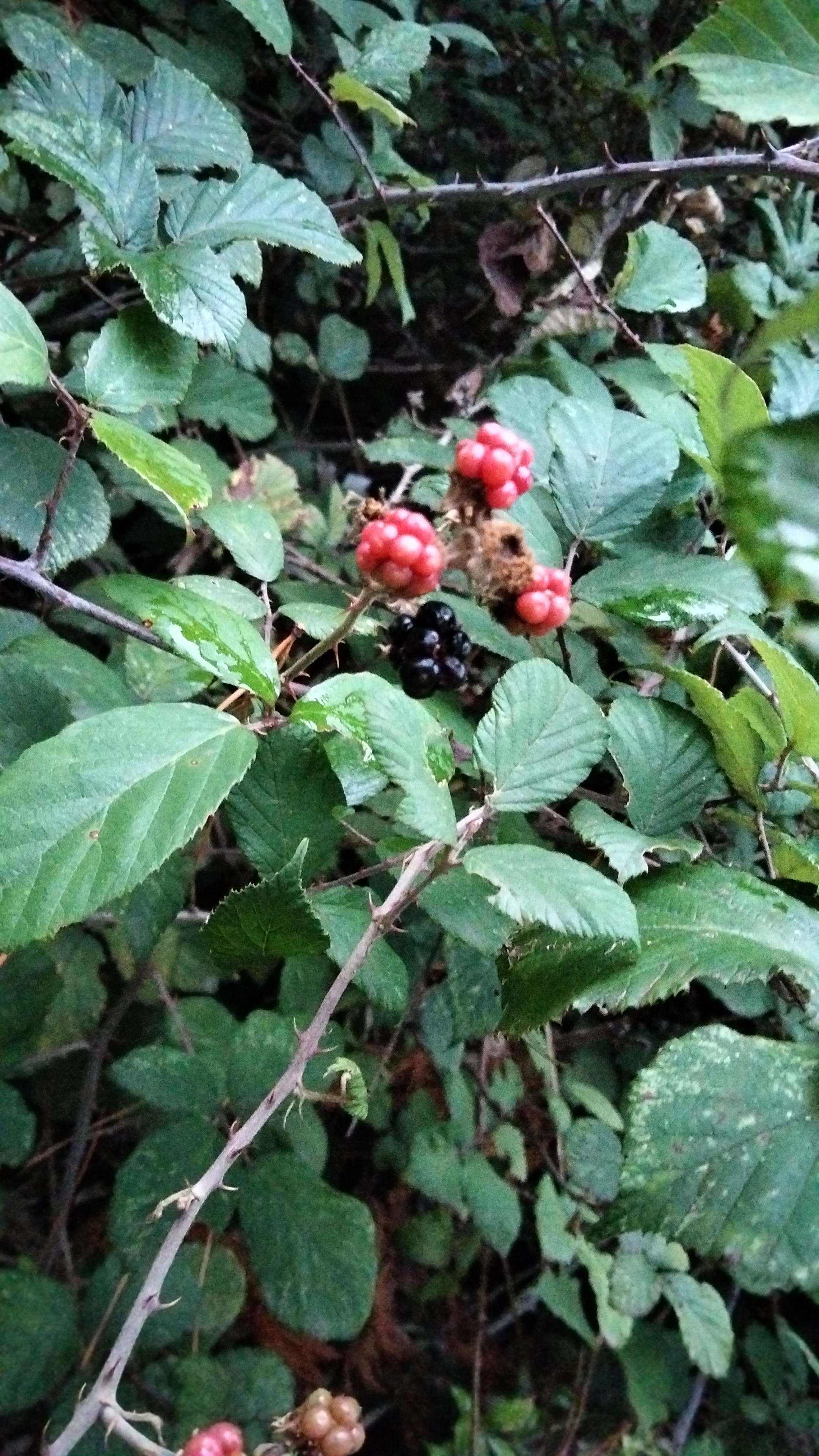 IMG-20220902-WA0001.jpeg