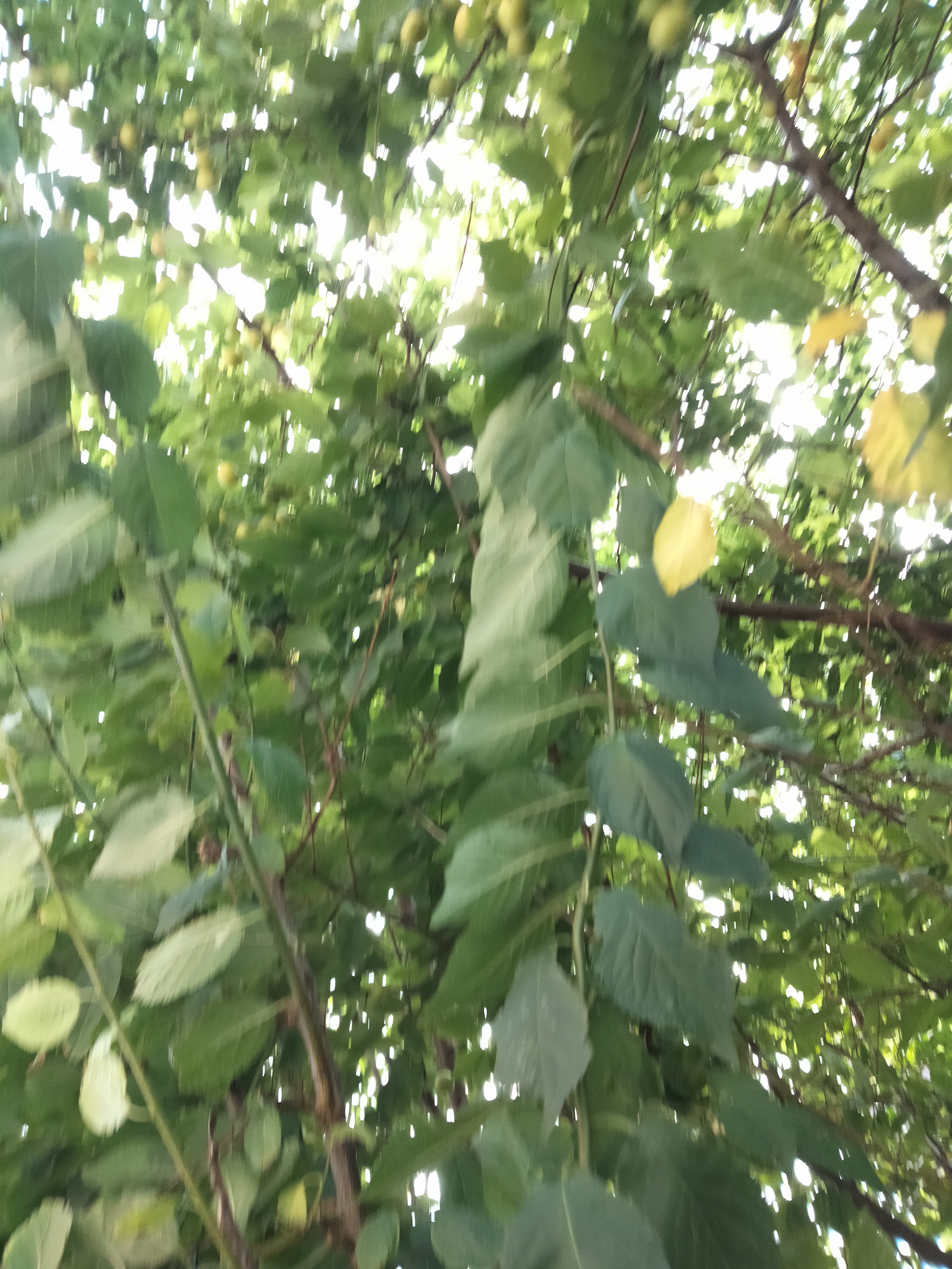 IMG20230625152717.jpg