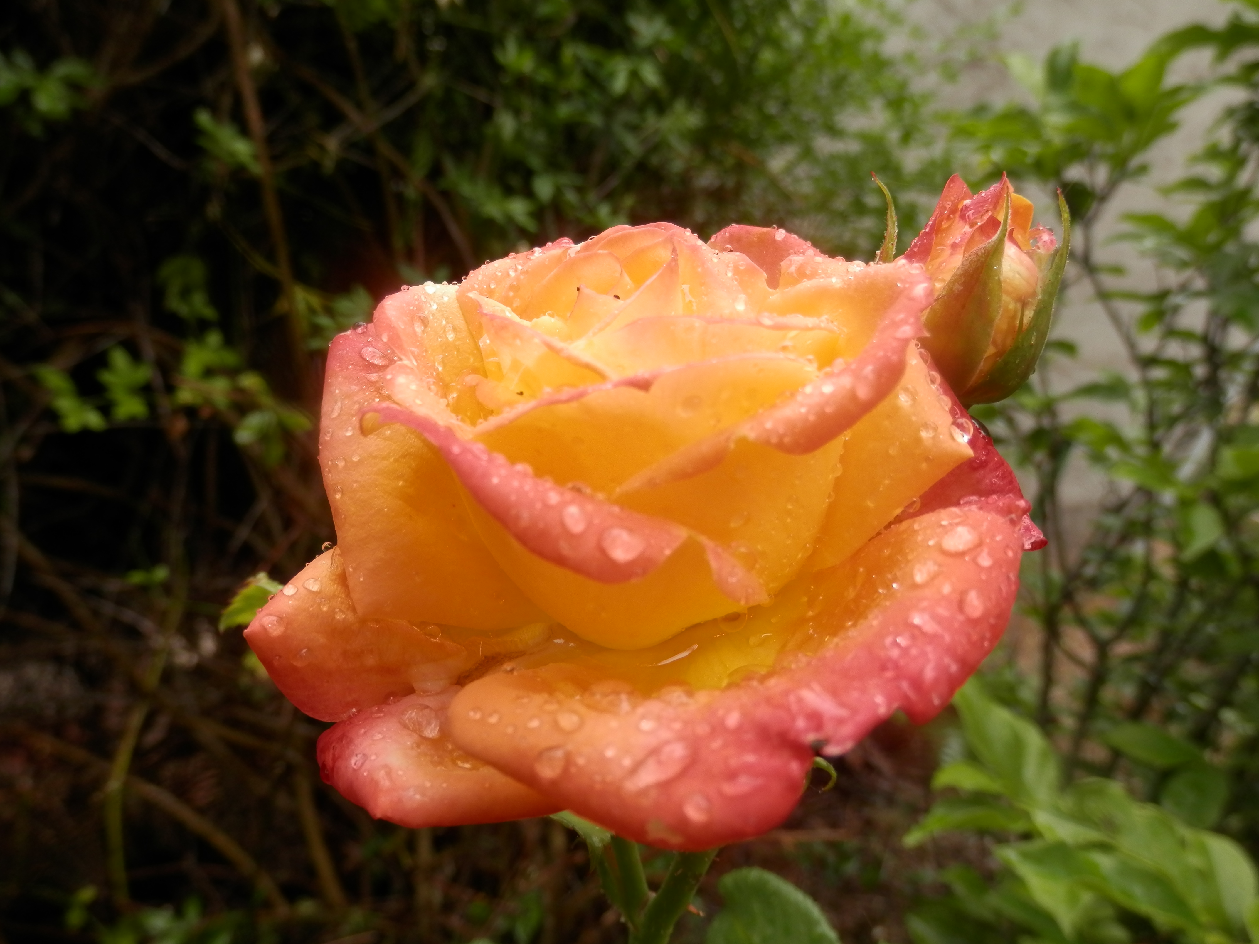 P6100632.JPG