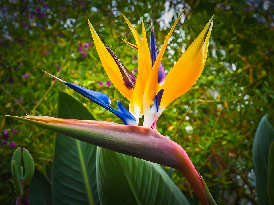 planta_ave_del_paraiso_cuidados_trasplante_y_reproduccion_2220_orig.jpg