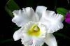 Orquidea blanca5JPG.jpg