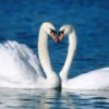 corazon-cisnes.jpg