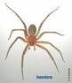 Araña.JPG