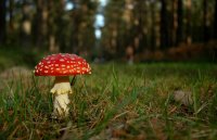 bosque-de-broceliande.jpg