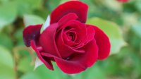 rose-771609_960_720.jpg
