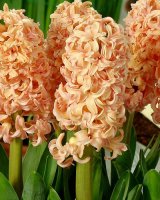 hyacinth-gipsy-queen.jpg